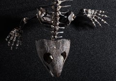 Скелет Capthorinus aguti