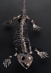 Скелет Capthorinus aguti