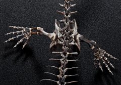 Скелет Capthorinus aguti