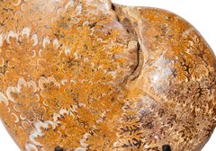 Аммонит Phylloceras sp.