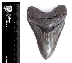 Зуб мегалодона 12,4 см коллекционного качества на подставке