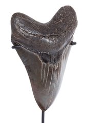 Зуб мегалодона 12,4 см коллекционного качества на подставке