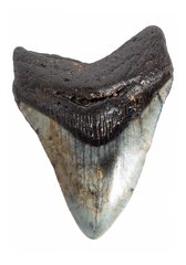 Зуб мегалодона 10,2 см 