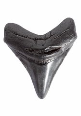 Зуб мегалодона 8,9 см