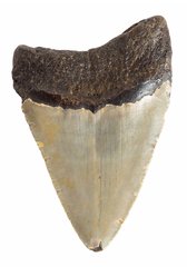 Зуб мегалодона 9,5 см 