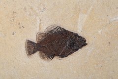 Рыба Priscacara sp.