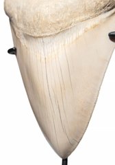Зуб мегалодона 14 см коллекционного качества 
