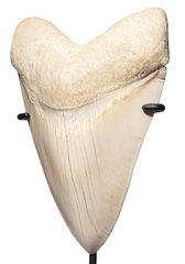 Зуб мегалодона 14 см коллекционного качества 