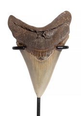 Зуб мегалодона 8 см коллекционного качества 