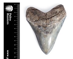 Зуб мегалодона 12,6 см коллекционного качества 