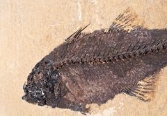 Рыба Mioplosus sp.