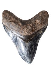 Зуб мегалодона 14 см музейного качества