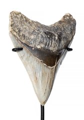 Зуб мегалодона 11,5 см коллекционного качества