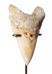 Зуб мегалодона 13,5 см коллекционного качества 