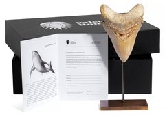 Зуб мегалодона 13,5 см коллекционного качества 