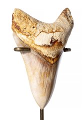 Зуб мегалодона 12 см коллекционного качества