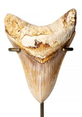 Зуб мегалодона 12 см коллекционного качества