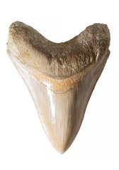 Зуб мегалодона 13 см музейного качества