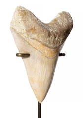 Зуб мегалодона 13 см музейного качества