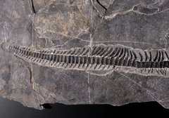 Скелет ихтиозавра