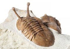 Трилобиты Asaphus kowalewskii и Asaphus holmi