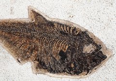 Рыба Diplomystus sp. 