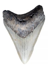 Зуб мегалодона 8,5 см