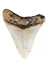 Зуб мегалодона 9,2 см