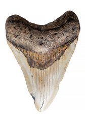 Зуб мегалодона 9,5 см