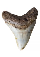 Зуб мегалодона 8,2 см