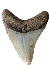 Зуб мегалодона 8,2 см