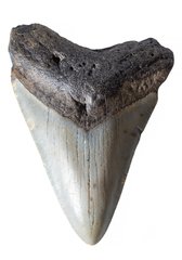 Зуб мегалодона 8 см