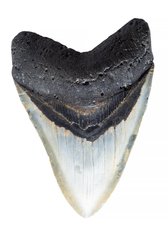 Зуб мегалодона 13 см коллекционного качества