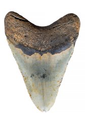 Зуб мегалодона 12,3 см