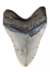 Зуб мегалодона 12,2 см
