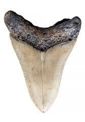Зуб мегалодона 11,5 см