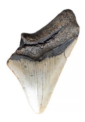 Зуб мегалодона 10,6 см