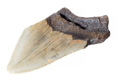 Зуб мегалодона 9,8 см