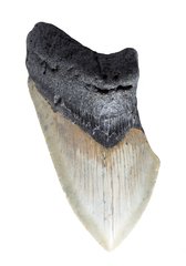 Зуб мегалодона 11 см