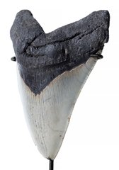 Зуб мегалодона 16,6 см коллекционного качества