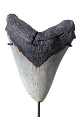 Зуб мегалодона 16,6 см коллекционного качества