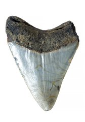Зуб мегалодона 8,4 см