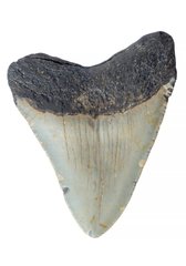 Зуб мегалодона 8,1 см