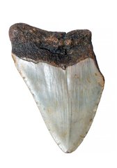 Зуб мегалодона 8,6 см