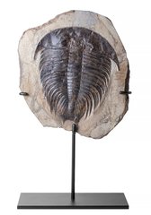 Марокканский трилобит Dikelocephalina brenchleyi