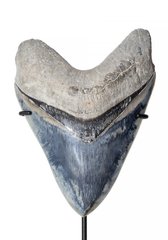 Зуб мегалодона 15 см музейного качества