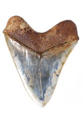 Зуб мегалодона 14,8 см музейного качества