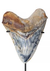 Зуб мегалодона 14,8 см музейного качества