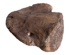 Коготь динозавра Hadrosaurus sp.