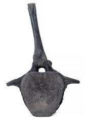 Позвонок hypacrosaurus vertebrae